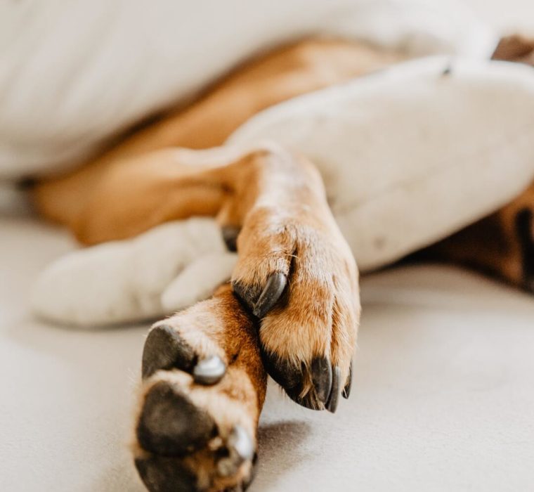 es bueno dormir con tu mascota