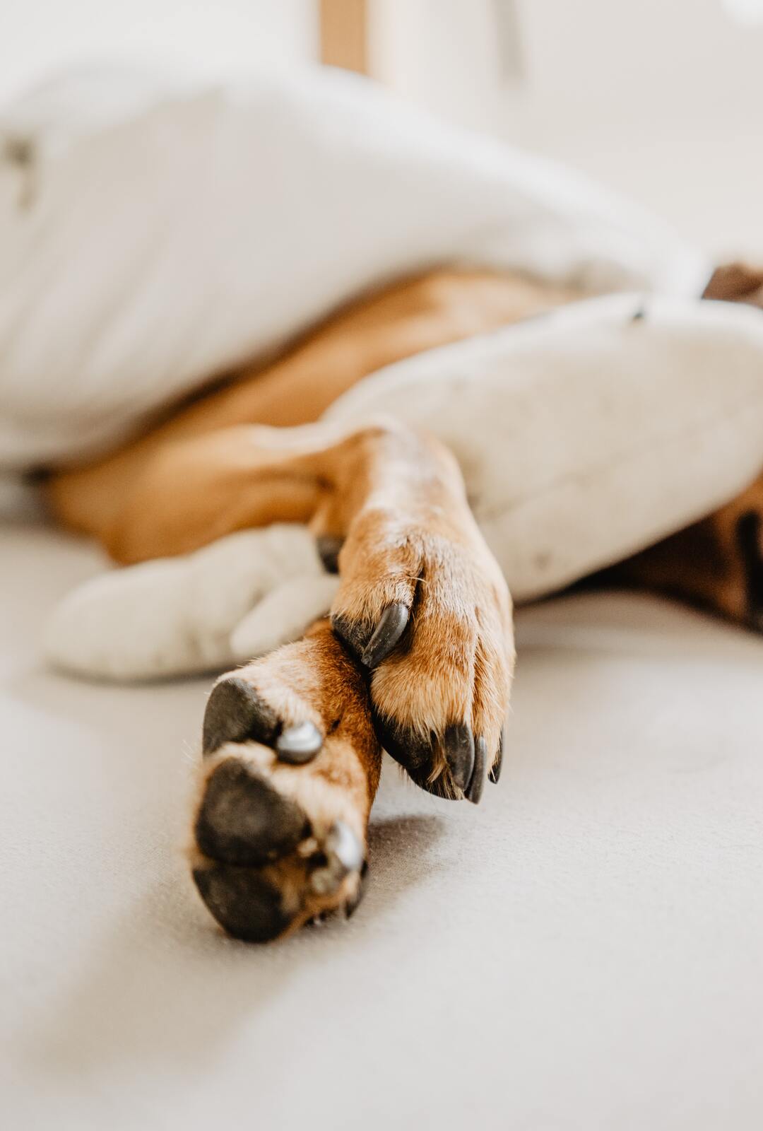 es bueno dormir con tu mascota